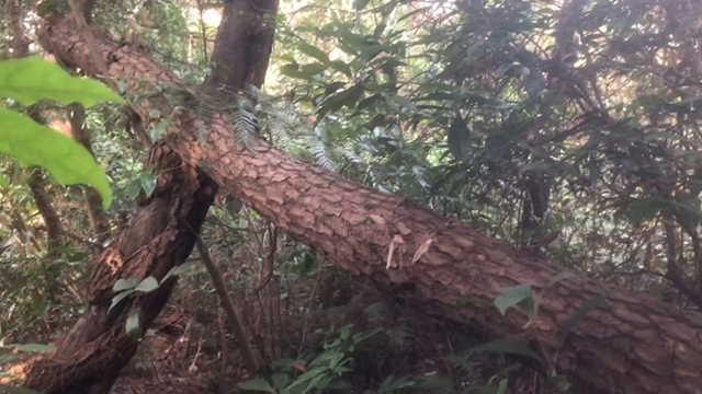 山上找灵芝，方法找对了，灵芝也就会找到了#我的乡村生活