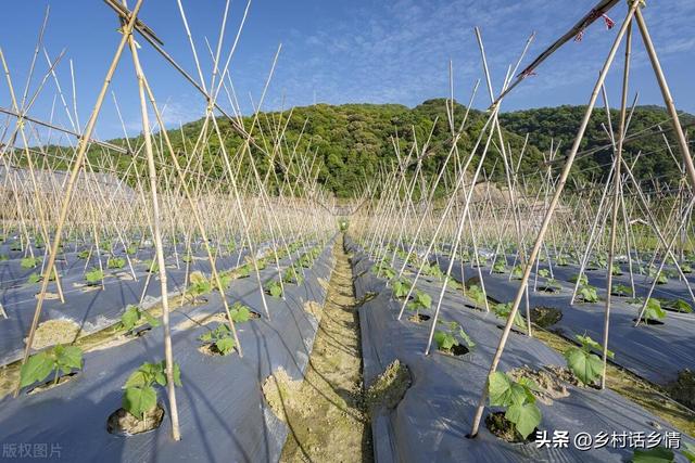 种植或移栽蔬菜，用黑色地膜好还是白色的好？以前一直用错了