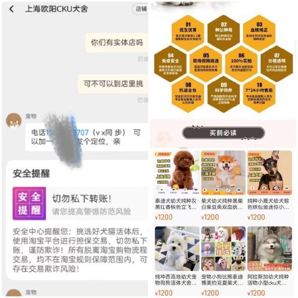 “星期狗”哪儿来的？30多家“犬业基地”扎推上海西南角，污水横流环境不堪