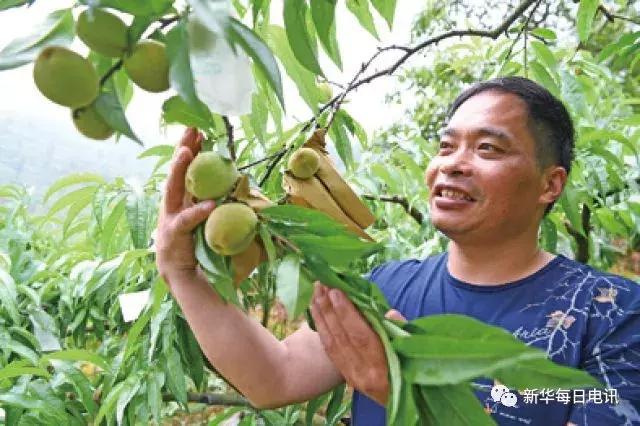 石漠化荒山能种好桃？曾被耻笑的“桃痴”做到了，每斤15元早早被订空