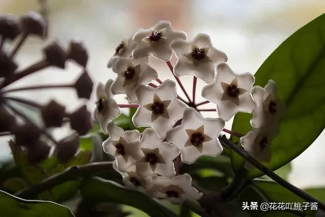 皮实又好养的“懒人”浓香花卉植物——银斑球兰，你见过吗？