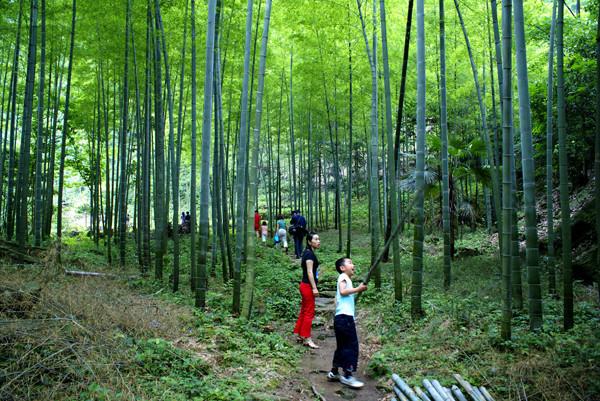 绿涛涌动满眼春——临湘市植绿护绿兴绿发展走笔