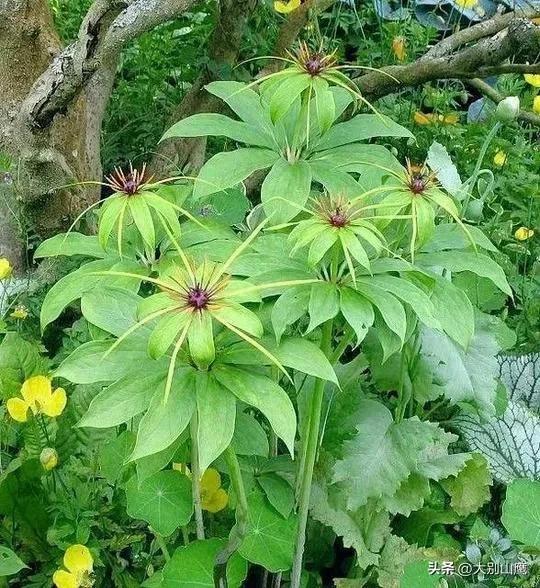 七叶一枝花及种植技术介绍