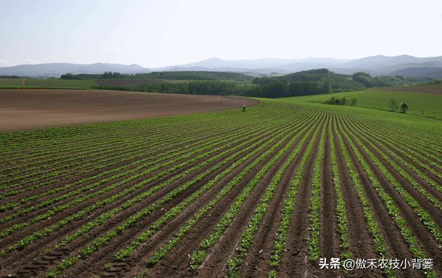 花生种植密度多大才能更高产？垄距、行距、株距多少比较合适？