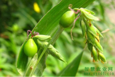 农业种植技术：薏苡的种植管理技术及采收