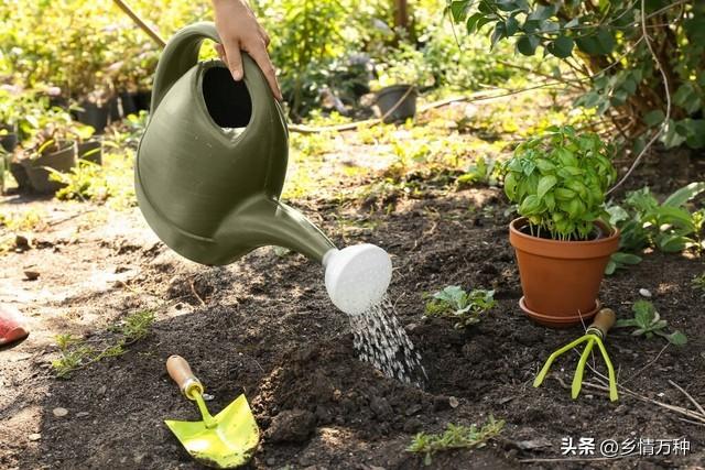 花园小达人的成长记：儿童种植与养护经验分享，培养爱心与耐心！