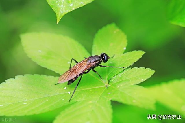 从南美引进的黑水虻，是处理垃圾的“高手”，为啥有人认为是骗局