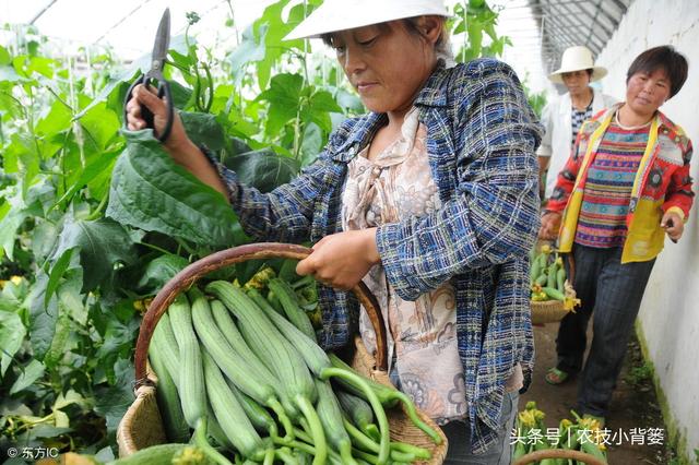 学会这些种植方法，丝瓜高产优收很轻松！