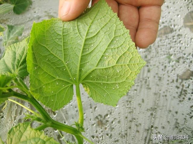 这个新配方是各类小飞虫的天敌，喷一次管50天