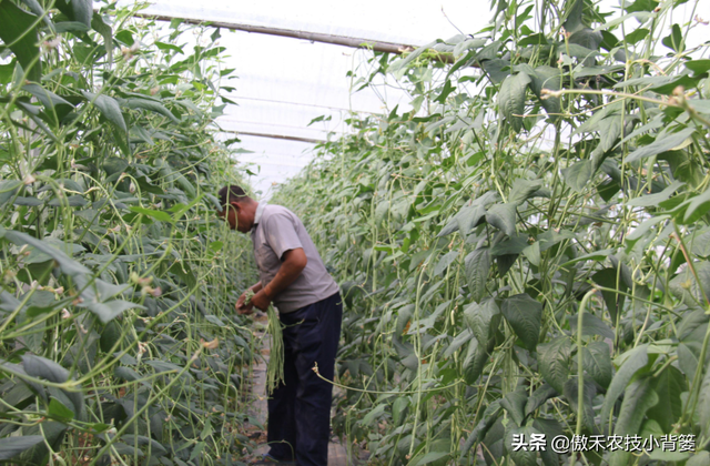 豆角如何种植和管理，才能让苗株长势更好、开花结荚更多？