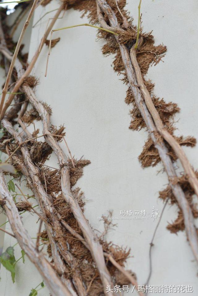 植物笔记：想种一棵凌霄花？小心它吃掉你的房子