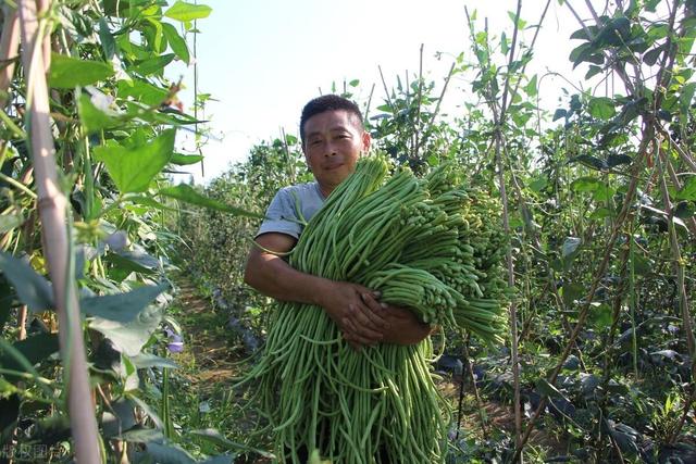 芒种过后，这几种蔬菜可以种植，8-9月份收获，菜农不要错过