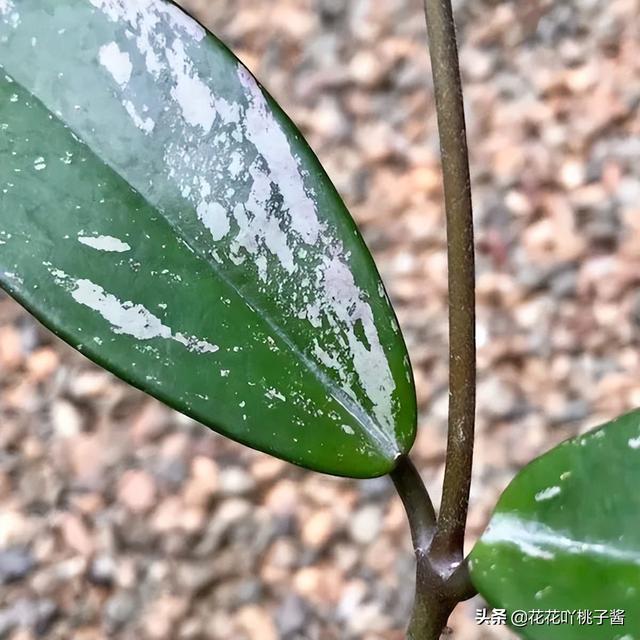 皮实又好养的“懒人”浓香花卉植物——银斑球兰，你见过吗？