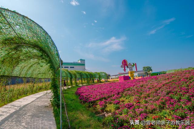 免费，西安爱菊第二届菊花节超详细攻略，溜娃研学拍照游玩涨知识