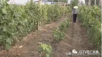 [农广天地]无核白鸡心葡萄种植技术