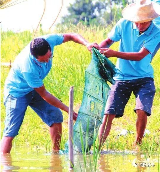 浏阳最大南美白对虾养殖基地：海水虾养殖成功！预计下个月上市！