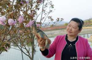 湖北荆门养殖加盟(京山老柳河生态甲鱼成功入驻武汉盒马鲜生)