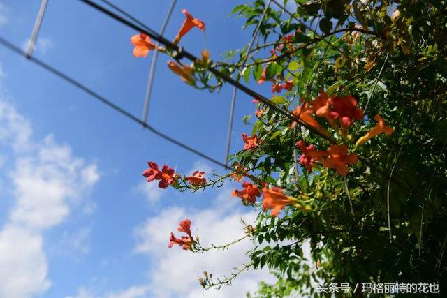 植物笔记：想种一棵凌霄花？小心它吃掉你的房子