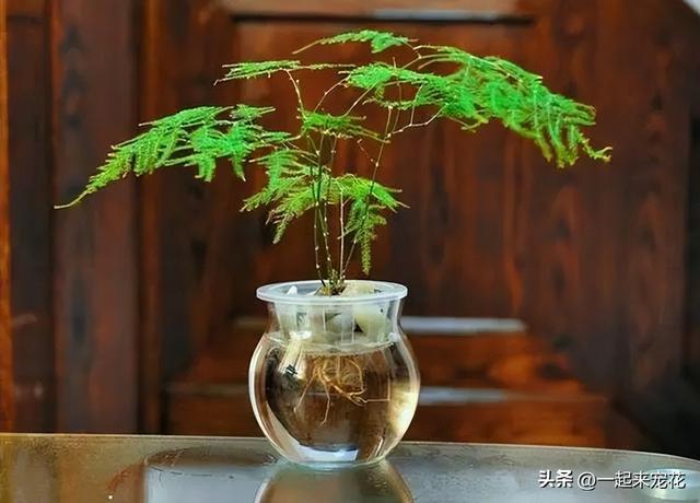 适合水培的6种植物，清新好养真的美极了，新叶一茬接一茬