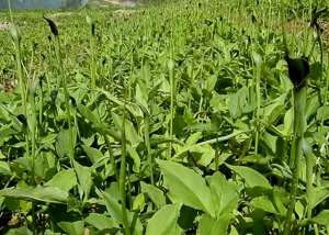 半夏种植多久收获(半夏种植技术)