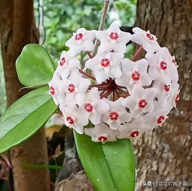 皮实又好养的“懒人”浓香花卉植物——银斑球兰，你见过吗？