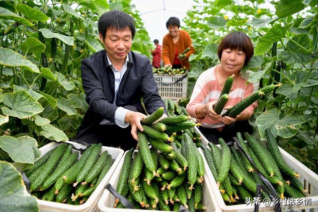 种植瓜果蔬菜，记住这几个关键方法和技术，一直结果到秋也摘不完