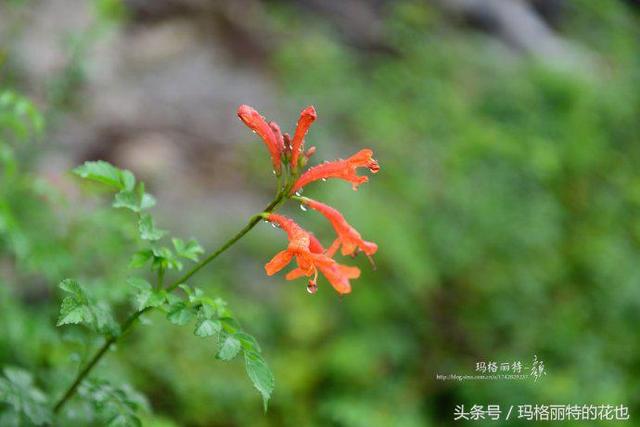 植物笔记：想种一棵凌霄花？小心它吃掉你的房子