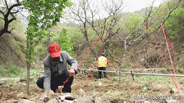 花椒树需要拉枝吗？哪种树与枝需要拉？几月份拉枝？如何操作？