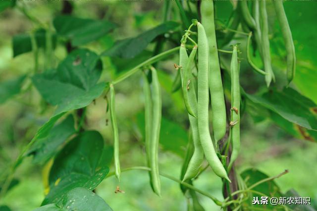 新农知识——四季豆的种植方法，全在基础工作上