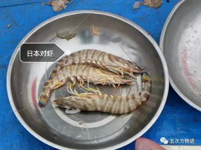 各种青岛大虾，你分得清吗？