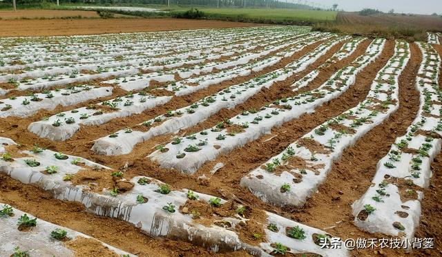 花生种植密度多大才能更高产？垄距、行距、株距多少比较合适？