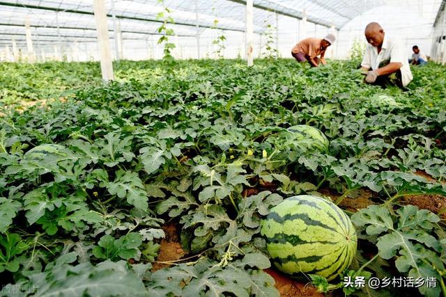 种植瓜果蔬菜，记住这几个关键方法和技术，一直结果到秋也摘不完