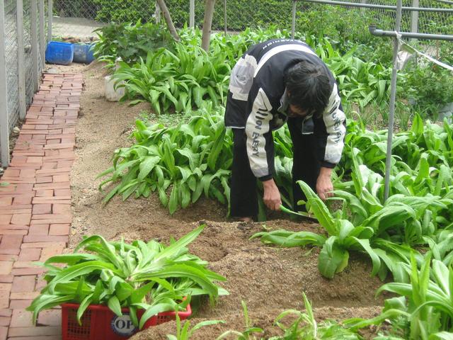 种植油麦菜，技术很重要