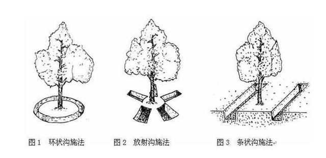 沙田柚做好冬季4管理，来年产量不用愁！旺树、弱树修剪大不同