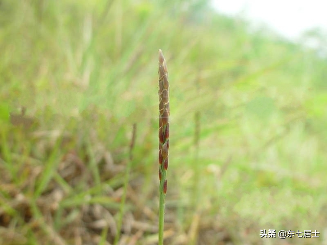 野生植物之​中华结缕草