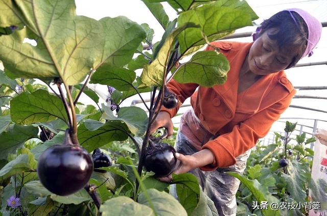 怎样才能种出高产优质的好茄子？7个方面的种植管理不能少