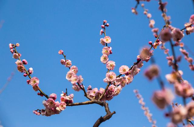 有关月季牡丹梅花的日常养护