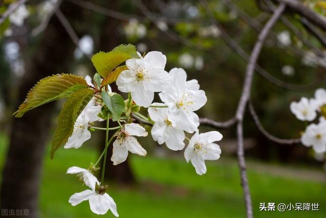 进口车厘子如此火爆，我国大力发展樱桃前景到底如何？