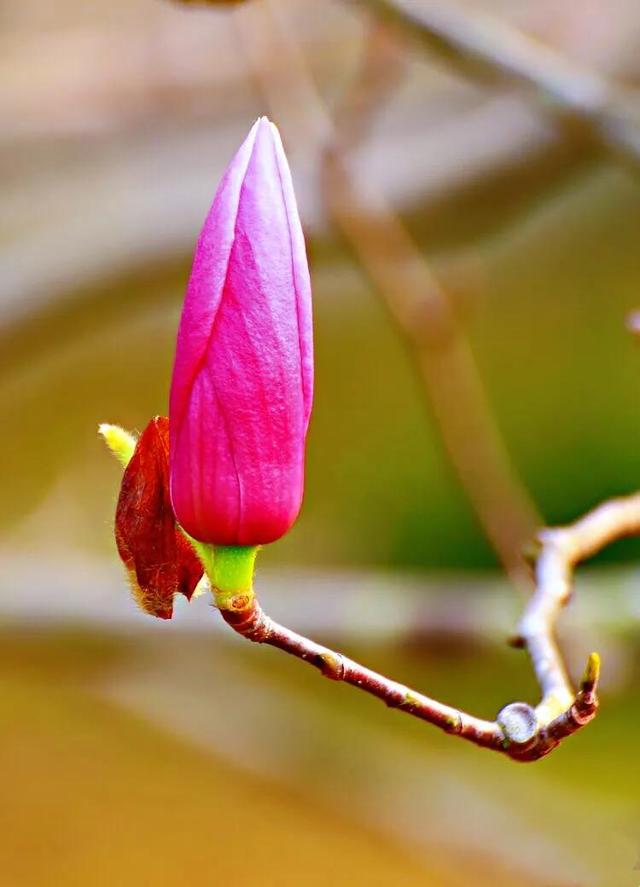 木兰科花卉树种举例［附图］