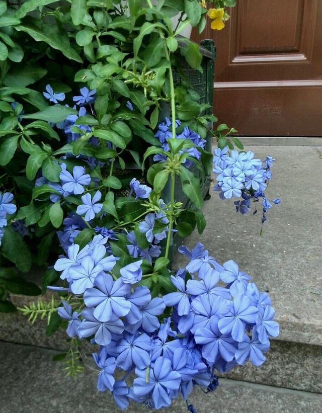 夏季养“蓝雪花”，晒一晒、浇水就疯长，长满了枝，开一阳台花