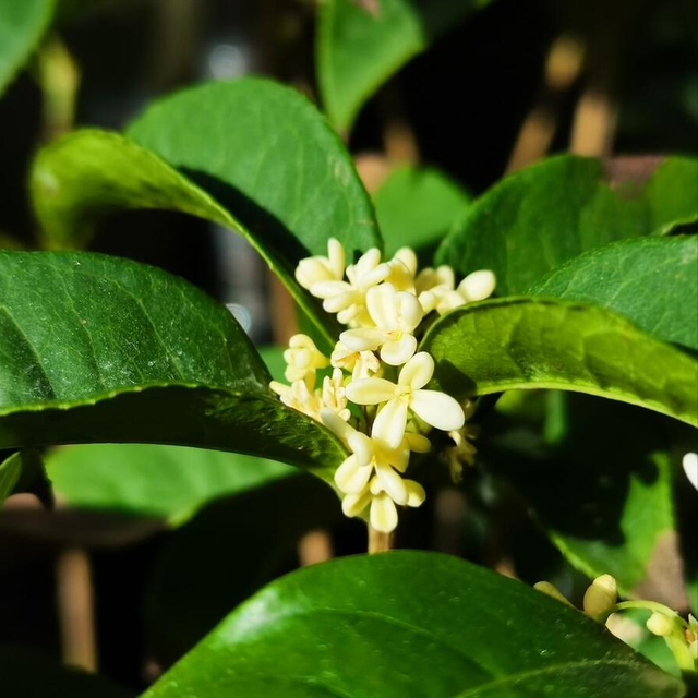 室内好养皮实花，养好了一年四季都开花，叶子绿油油贼好看