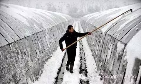 「头条」走，回家种大棚去——大棚种植技术大全