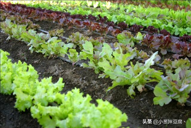 常见蔬菜种植时间表，看看最近该种什么菜了（建议收藏）