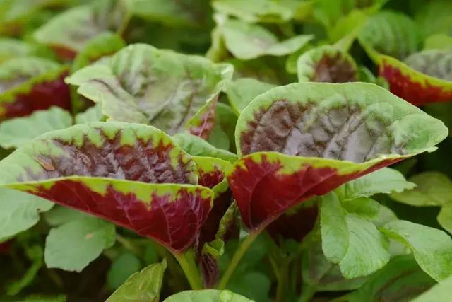 这几种野菜种植简单、不用管理就赚十几万，你为什么不种？