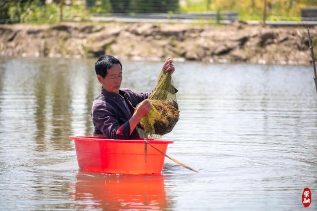 崇明本地小龙虾上市啦！