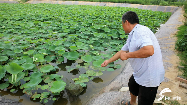 一塘一荷一龙虾！看聊城这个村如何念好闲置坑塘“致富经”？