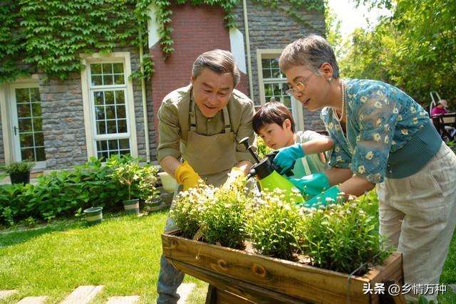 农业生产实践：家庭园艺者分享的种植心得与经验