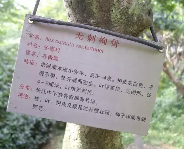 枸骨盆栽的养护鉴赏及市场现状