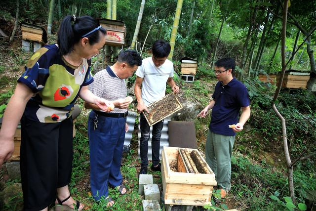 福建省邵武市：野熊家庭农场积极创建蜜蜂养殖标准示范场