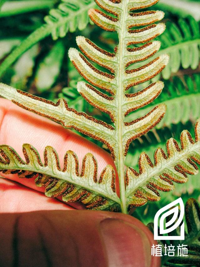 「植培施」凤尾蕨Pteris multifida 蕨类植物栽培手册